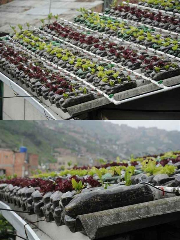 塑料瓶和pvc放石棉瓦屋顶上种菜,做菜园省钱省地