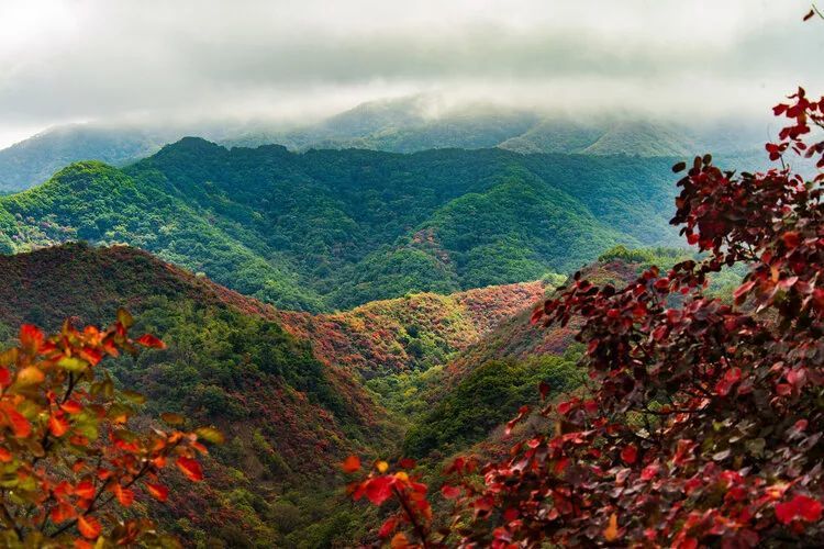 甘山国家森林公园,红叶