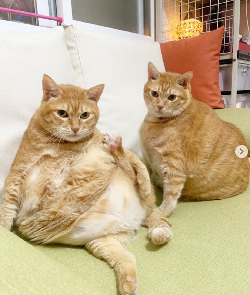 橘猫兄妹圆得像