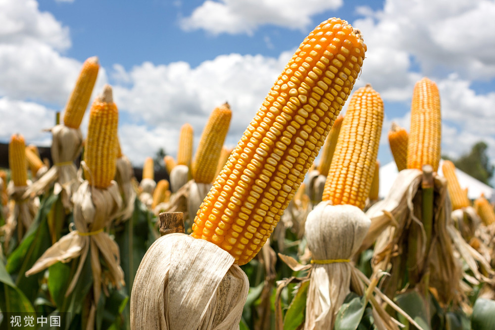 两件大事:玉米28日开拍 小麦玉米销售底价维稳稻谷调整大