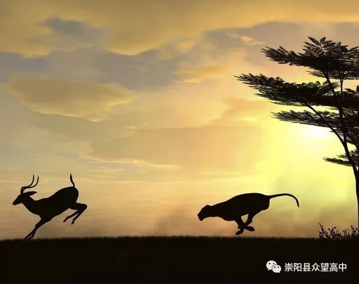 狮子与羚羊:比中见成长 争中出成绩