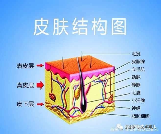 以躯干背部及臀部较厚,眼睑和耳后的皮肤较薄;同一肢体,内侧比外侧薄.