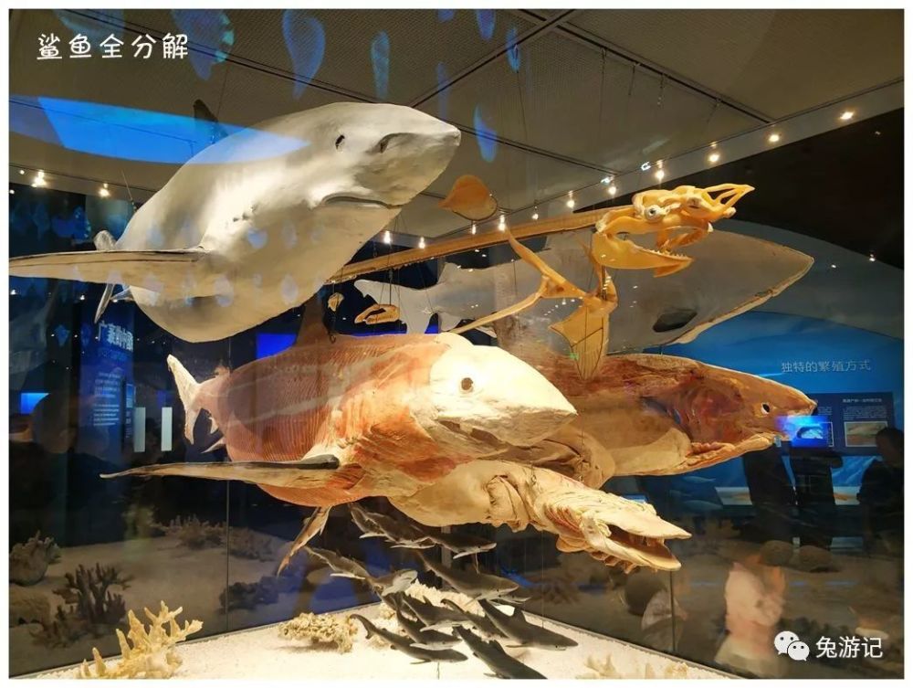国家海洋博物馆,天津,海洋,海洋生物,大沽口炮台,恐龙