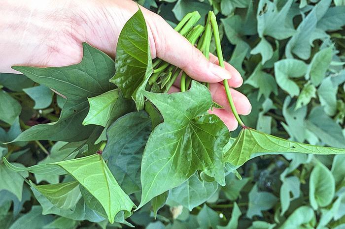 红薯叶,长寿菜,野菜,红薯,农村