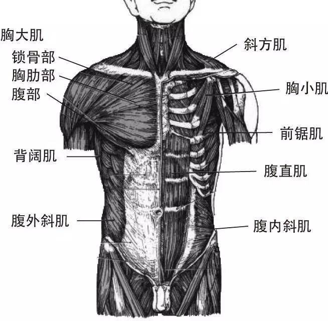 2,胸腹深层肌