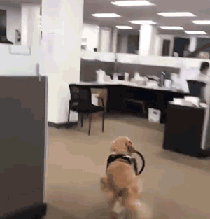 扭着大屁股,在办公室里到处串门.