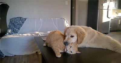 家里同时养了一猫一狗是什么有趣的体验?