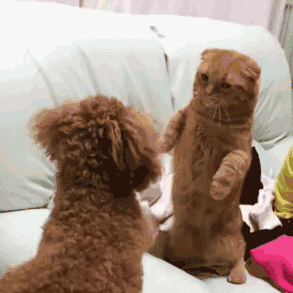 壁纸 动物 狗 狗狗 293_293 gif 动态图 动图