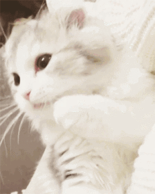 换粮需要循序渐进,不断减少旧猫粮的比例,给猫咪一个适应的阶段,一般