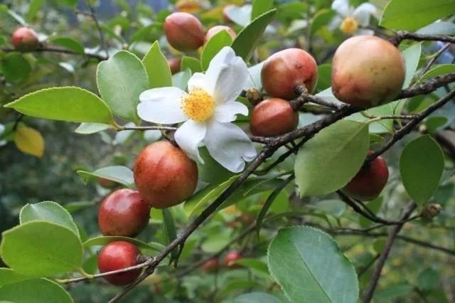 野生茶油的功效和食用方法