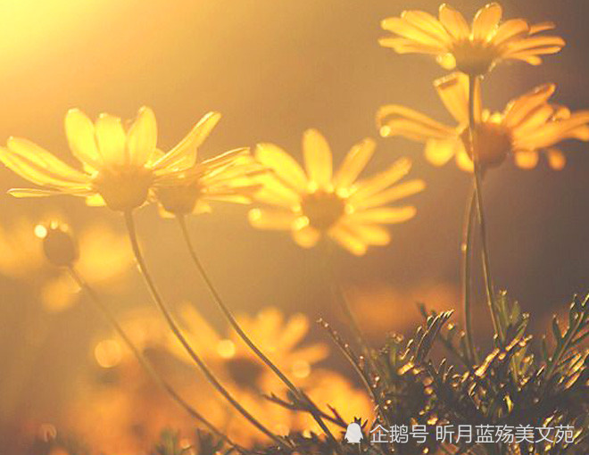 人活的是心情,心若晴朗,处处都有阳光