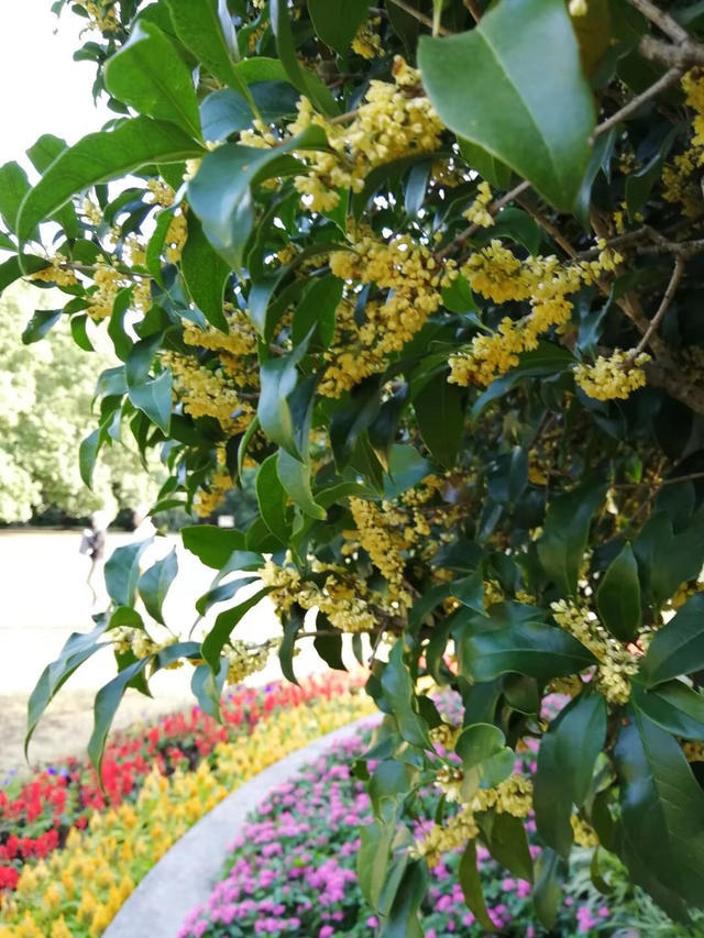 往年此时,金陵桂花王已经盛开(资料图)