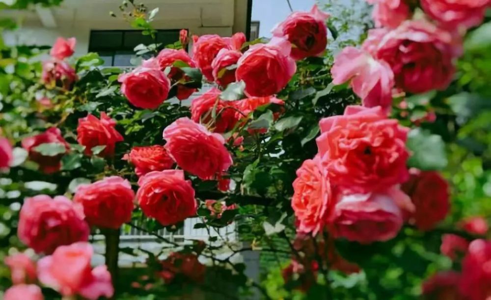 藤本月季,月季,克莱尔奥斯丁,玛格丽特王妃,藤本月季花