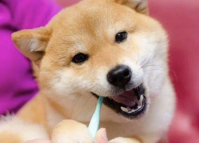 千万别买这种电动牙刷 根本就刷不干净