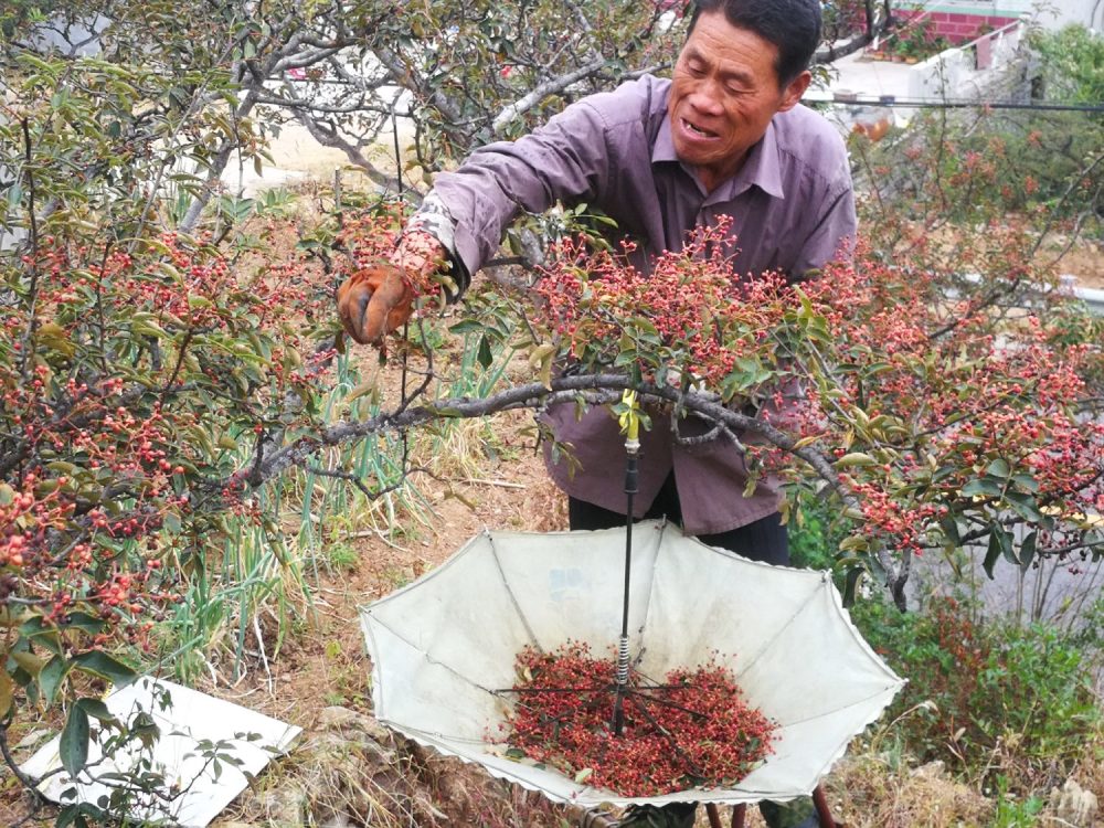 大红袍花椒,采摘花椒,农村老人,农民工,莱芜山村