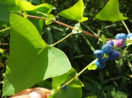 传说中的蛇退草,毒蛇见了也要落荒而逃,那这草长什么样子呢?