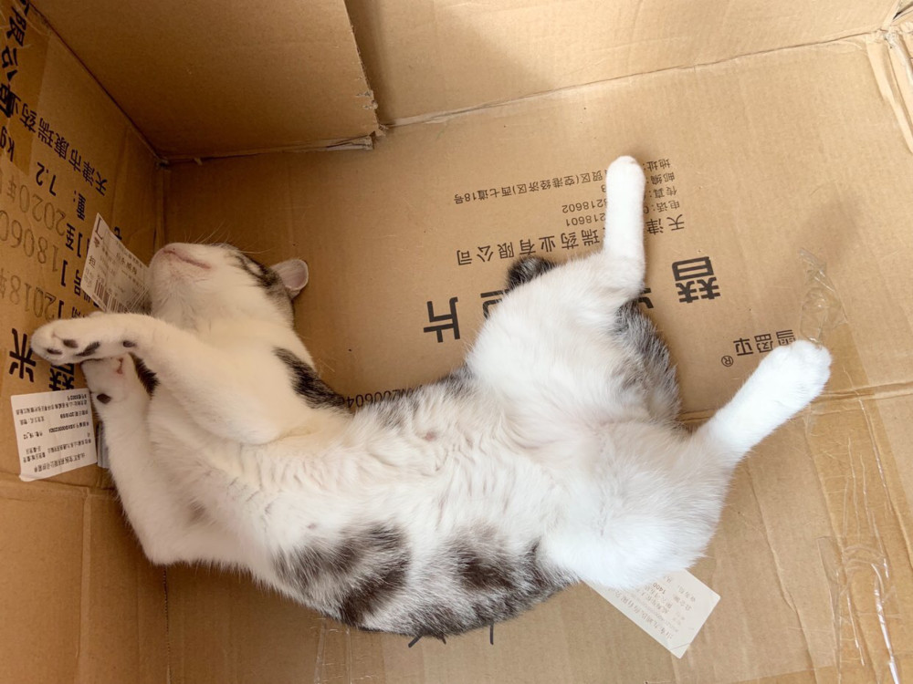 猫咪,宠物,可爱动物,搞笑萌宠,治愈