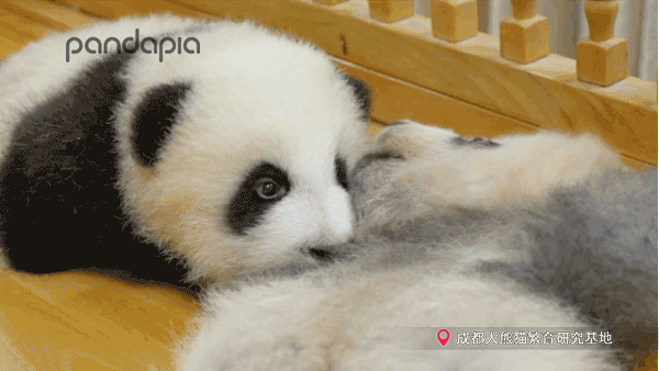 壁纸 大熊猫 动物 兔子 600_338 gif 动态图 动图