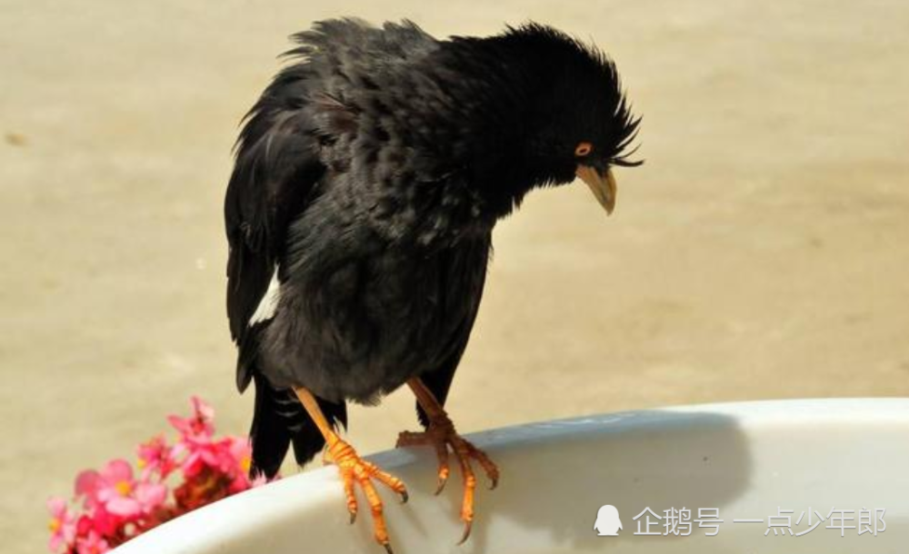 八哥是不是要剪了舌头才能说话的?