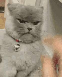 求救,猫猫太闹爱咬人,能给它做剪牙手术吗