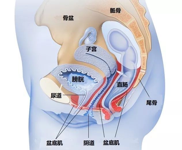 阴道壁膨出多发生在产后,虽说名字叫"阴道壁"膨出,但膨出的并不是