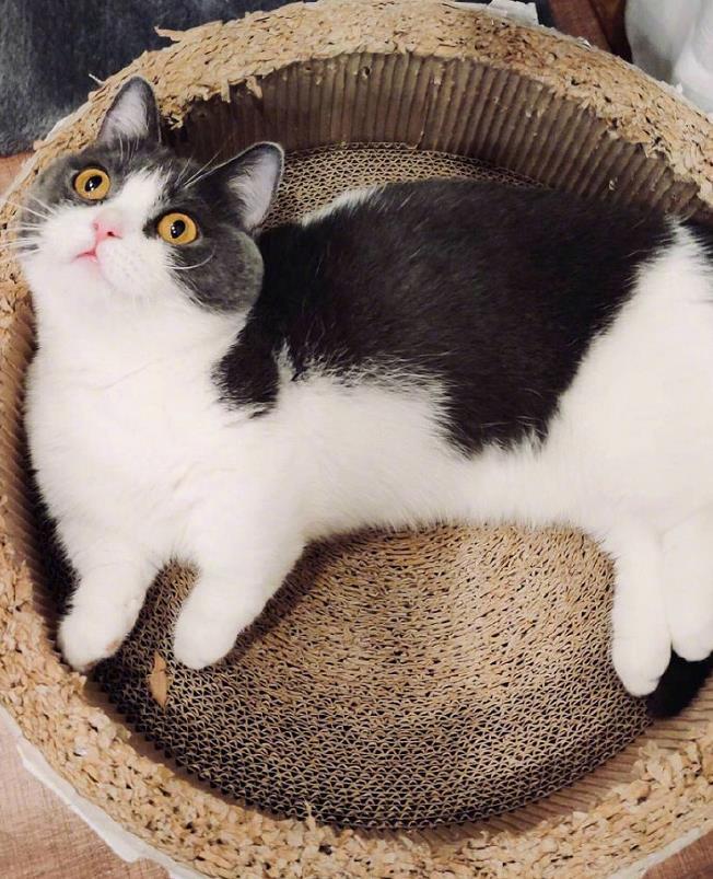 宠物,猫咪,坚果,肖战,肖战的猫