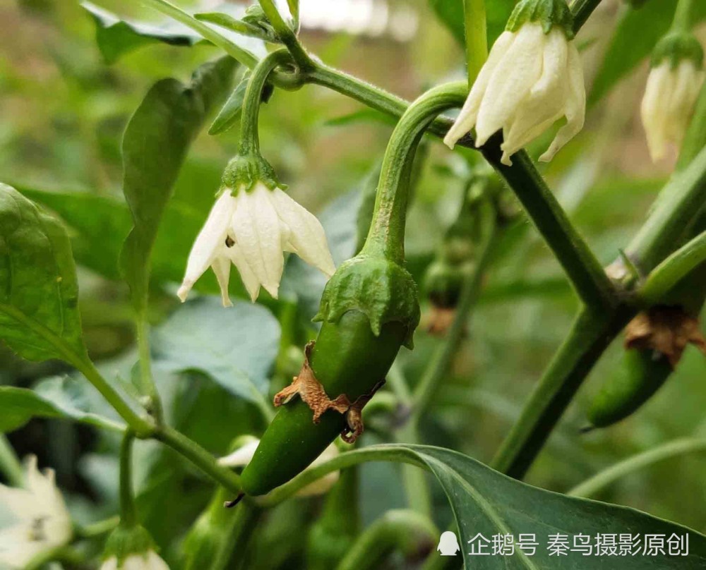 这白色的小花是辣椒花,它的果实就一串串辣椒.