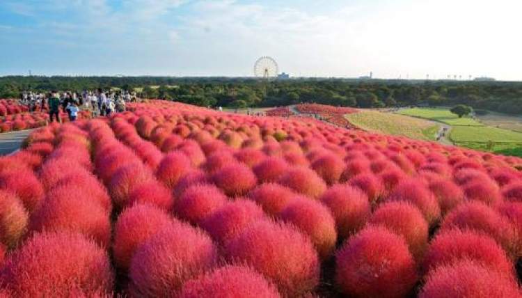 秋季去看"草",请收好这份来自辰山植物园的观赏草手册