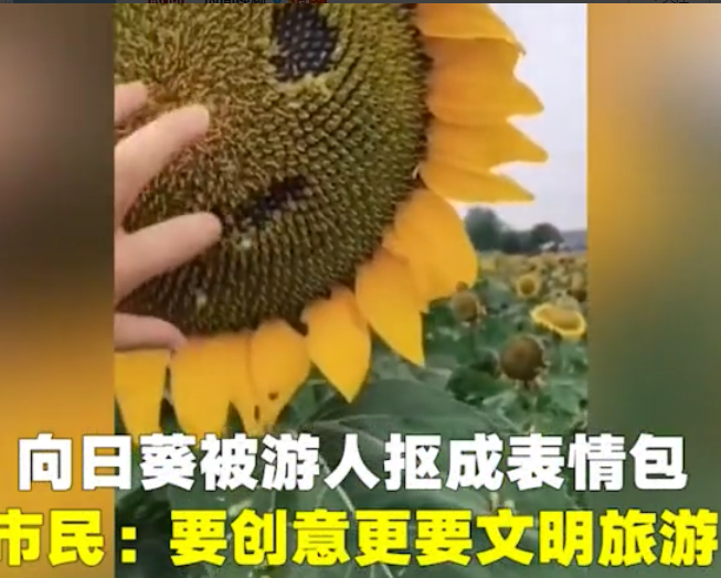 百亩向日葵开放,却被游客抠成表情包,网友:这手也太欠