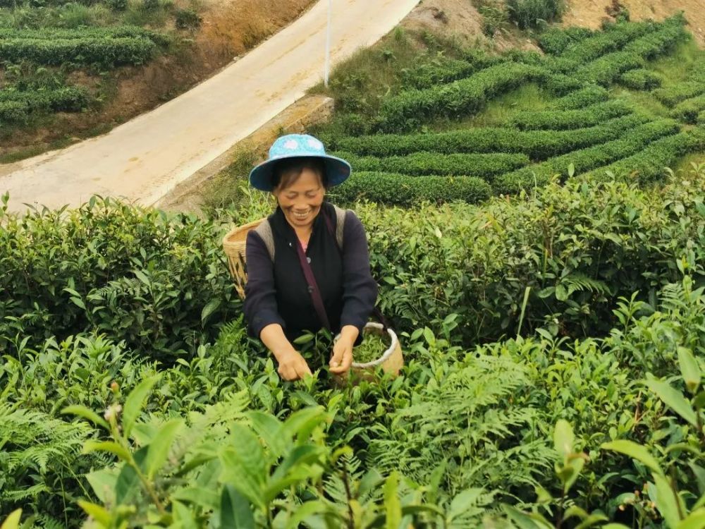 新山村,茶叶,摇钱树,贫困户,合作社,农户