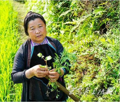 神奇草药"换花草"是否真能控制生男生女 占里现象证明