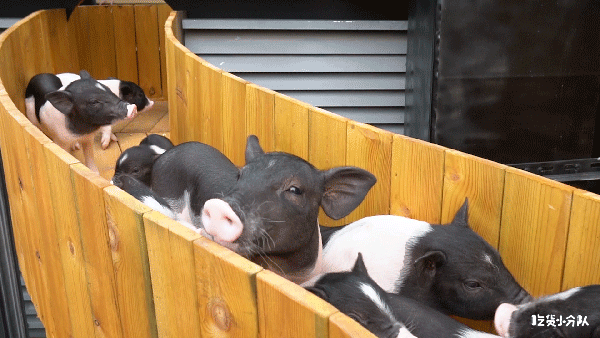 上海也能撸猪了,别羡慕日本了