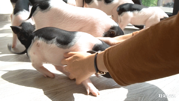 平时猪猪是吃素的,所以一点都不臭,是名副其实的