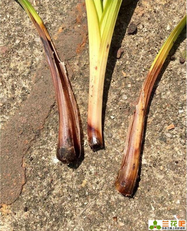 兰花都有哪些常见的病害?