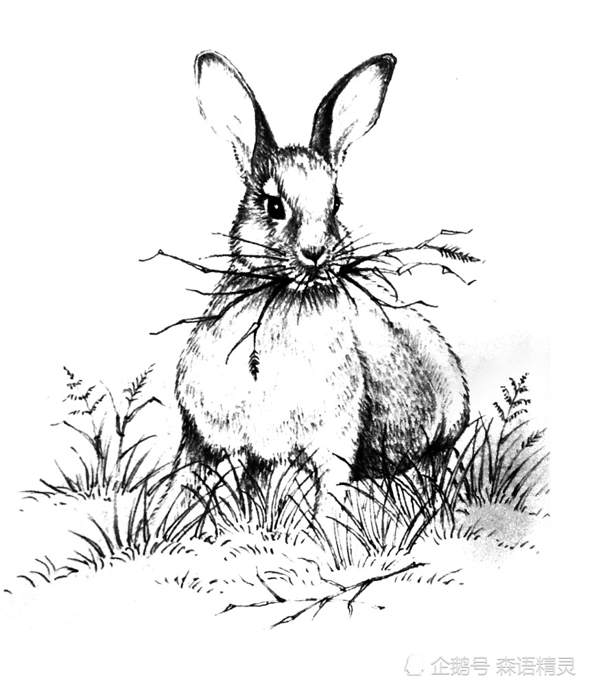 插画,兔子插画,绘本图书,黑白画
