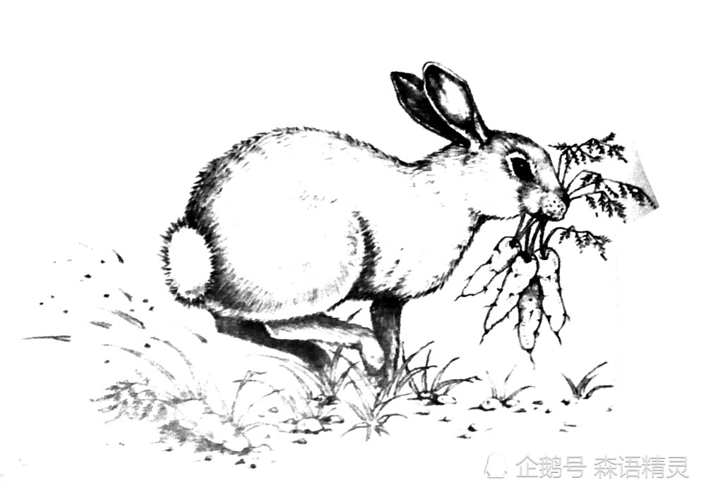 插画,兔子插画,绘本图书,黑白画