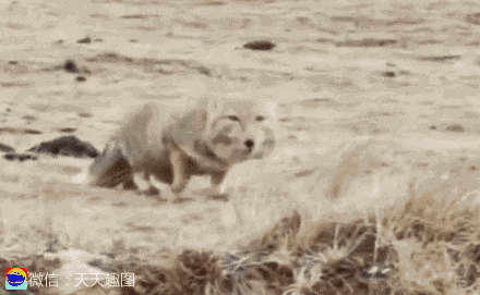 搞笑gif:坑娃心情真舒畅,天下的家长都一样!