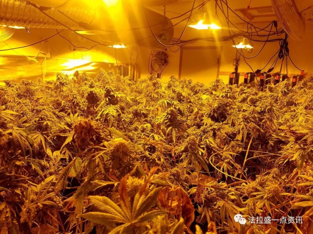纽约华男种植50万美元大麻被捕 涉嫌人口贩卖 制造大麻 企业头条 天眼查