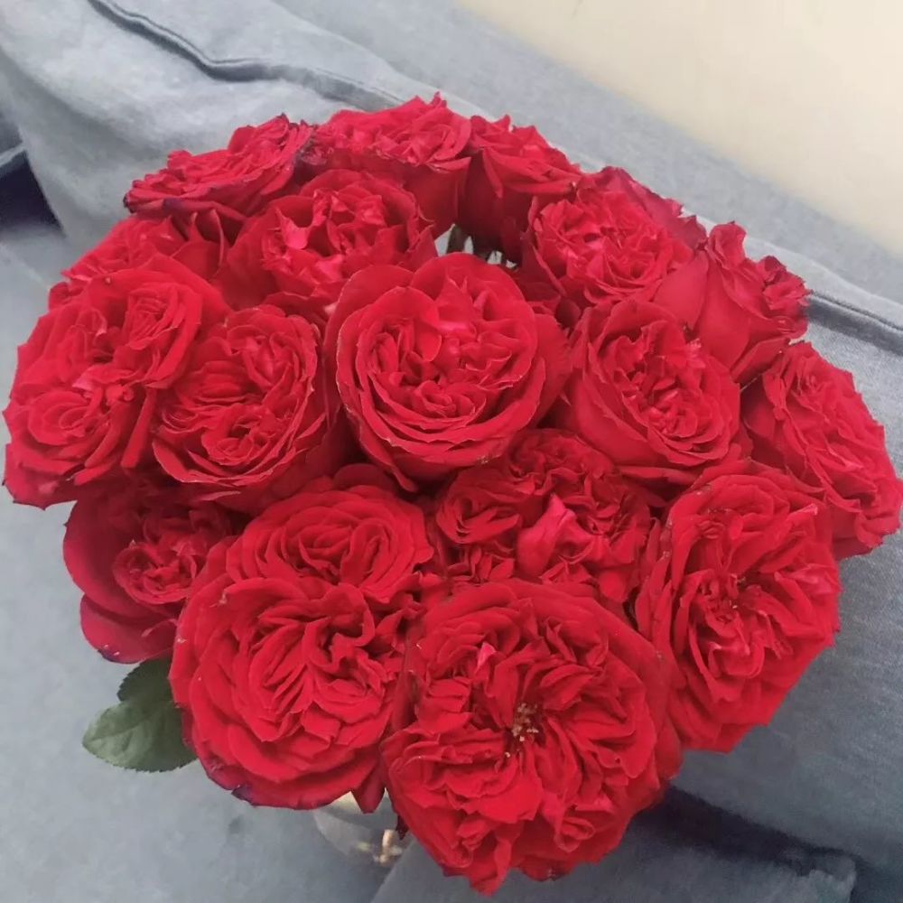 黑魔术,红玫瑰的品种之一,颜色是深红,厚厚的花瓣上黑色中透着红色