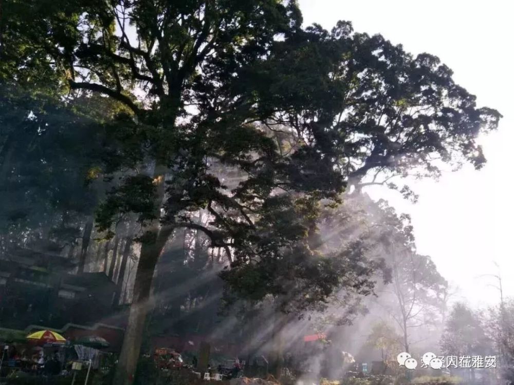 雅安荥经新八景,鸽子花都别样美!