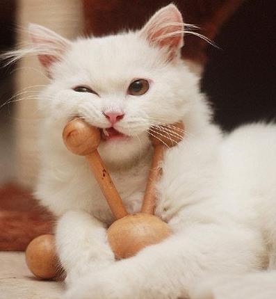 宠物,猫咪,白猫
