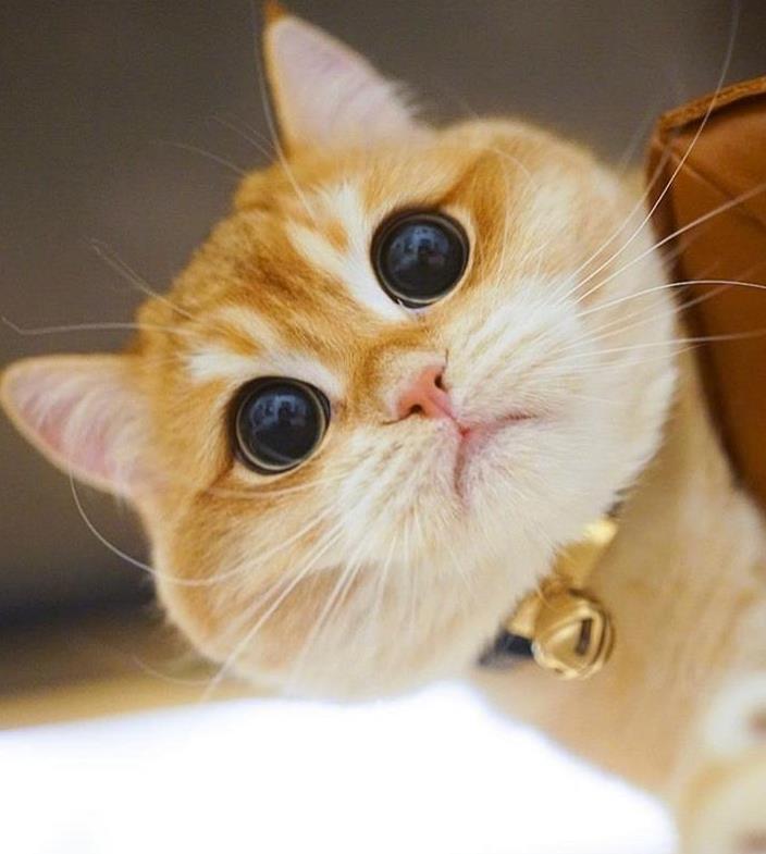 金渐层自带眼线的样子很迷人,实力诠释什么是家有一猫