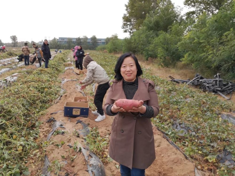 在获得国家地理标志认证之后,瓦房店地瓜主产区闫店乡,永宁镇,土城乡