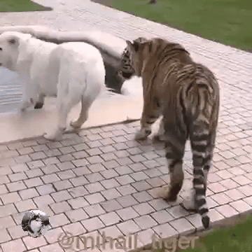 壁纸 动物 狗 狗狗 360_360 gif 动态图 动图