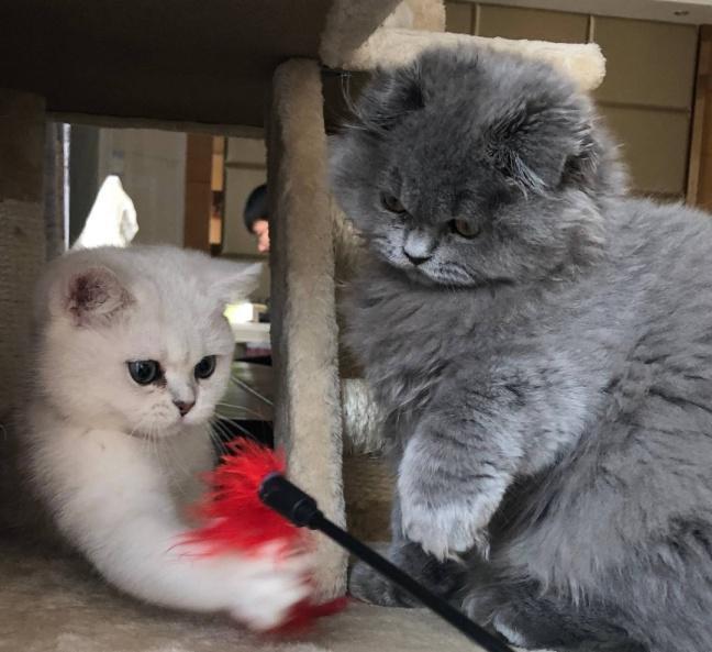 小心,有可能是你家猫咪压力太大了