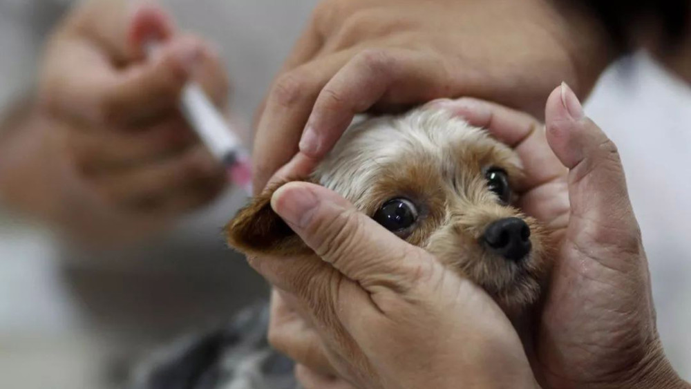 狂犬病是狗狗携带的一种病,狗狗表现出这3种特点,说明