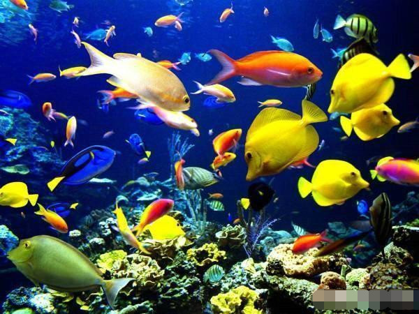 如果地球上没有陆地,海洋生物可能在海里掌握科技并发展起来吗?