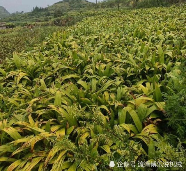 白芨加工季:云南普洱白芨种植基地采挖—脱须—切片进行中