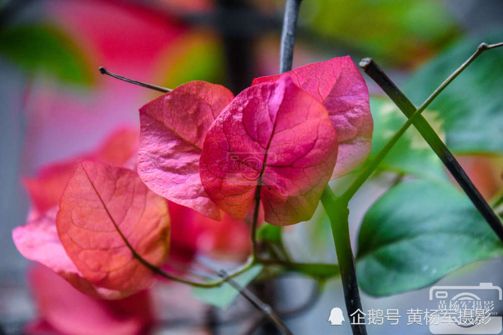 三角梅是我们特别熟悉的花卉植物,在一年四季几乎都能看到盛开绽放的