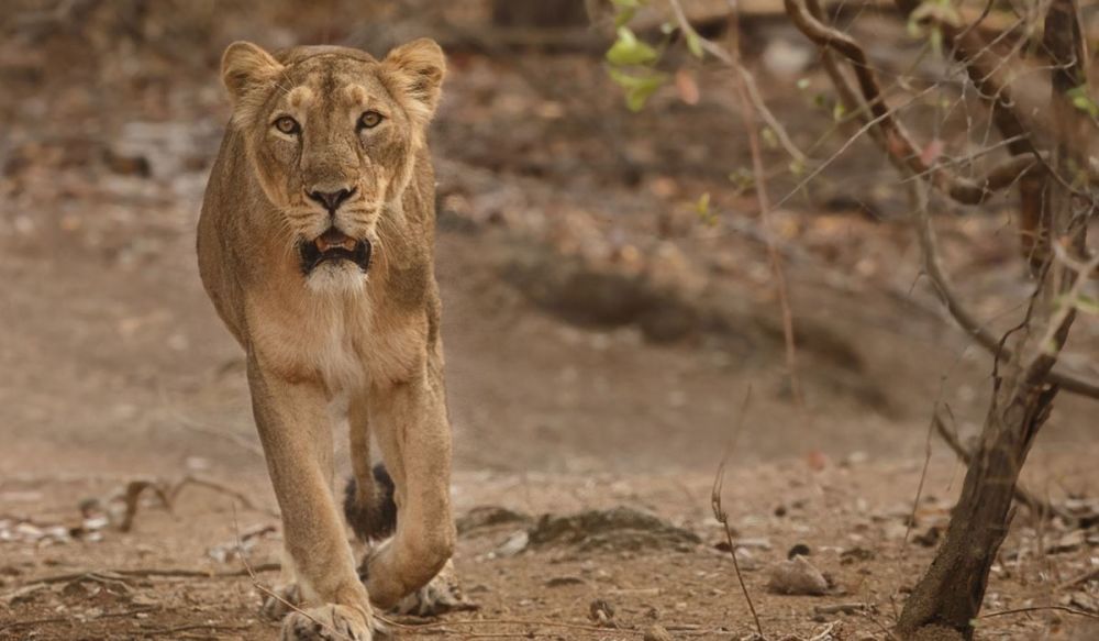 浅谈亚洲狮及老虎在印度的生存现状,繁荣与危机并存